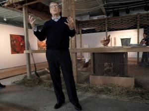 Bill Gates ha deciso di donare centomila pulcini per sostenere l'avicoltura africana.